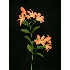 Tiger Lily, dark peach (lot of 24)