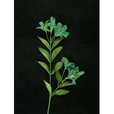 Tiger Lily, hunter green (lot of 24)