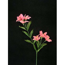 Tiger Lily, light burgundy (lot of 24)