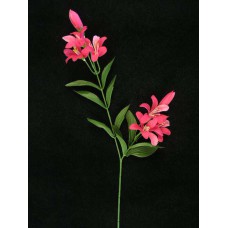 Tiger Lily, magenta (lot of 24)