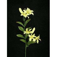 Tiger Lily, yellow (lot of 24)