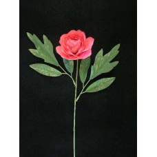 Peony, light burgundy (lot of 24)