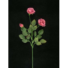 Tea Rose, rose (lot of 24)