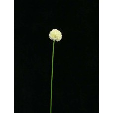 Exotic Flower, cream (lot of 36)