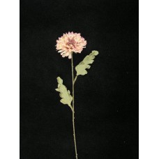 Dried-Look Mum, mauve (lot of 24)