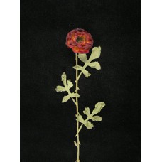 Dried Peony, burgundy (Lot of 1 Poly Sleeve - 12 Pcs. Per Sleeve)