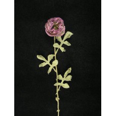 Dried Peony, lavender (Lot of 1 Poly Sleeve - 12 Pcs. Per Sleeve)