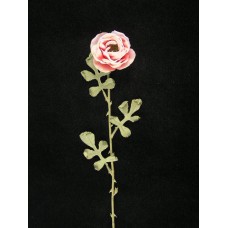 Dried Peony, pink-white (Lot of 1 Poly Sleeve - 12 Pcs. Per Sleeve)