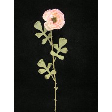 Dried Peony, pink (Lot of 1 Poly Sleeve - 12 Pcs. Per Sleeve)