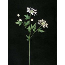 Handwrap Siam Spider Mum, rose mint (lot of 12)