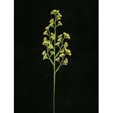 Flocked Statice Spray, yellow (lot of 36)