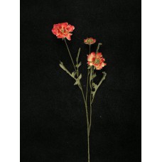 Dried Poppy, salmon-cream (lot of 12)