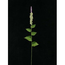 Handwrap Exotic Flower, lavender (lot of 12)