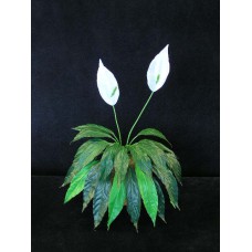 Spathiphyllum Mini Peace Lily, 22 leaves (lot of 1) SALE ITEM