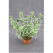 Artificial Varigated Holland Ivy Greenery Bush (lot of 1) SALE ITEM