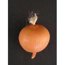 Artificial Onion (lot of 6)