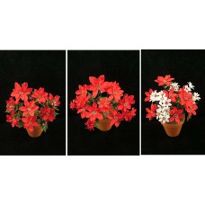 Poinsettia Bush, red (lot of 12) SALE ITEM X7804