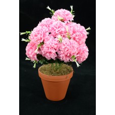 Pink Carnation-Mum Bush x12  (Lot of 12) SALE ITEM