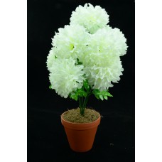 Ivory Carnation-Mum Bush x7  (Lot of 12) SALE ITEM