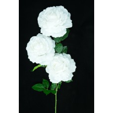 White Open Rose Bush x3  (Lot of 1) SALE ITEM