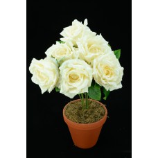 Ivory Open Rose Bush x6  (Lot of 1) SALE ITEM