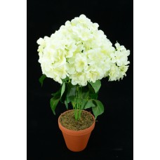 Ivory Hydrangea Bush x7  (Lot of 1) SALE ITEM