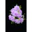 Lavender Open Rose Bush x12  (Lot of 8) SALE ITEM