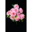 Pink Open Rose Bush x12  (Lot of 8) SALE ITEM