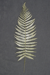 Ruffled Fern Leaf, 17 inch, gold (lot of 12)