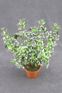 Artificial Varigated Holland Ivy Greenery Bush (lot of 1) SALE ITEM