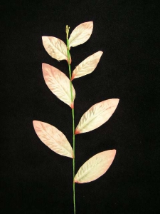 Leaf Spray, pink, 23 inch (lot of 12)