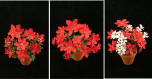 Poinsettia Bush, red (lot of 12) SALE ITEM X7804