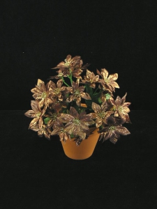 Bronze Metallic Poinsettia Bouquet Bush With 23 Poinsettias (lot of 12)