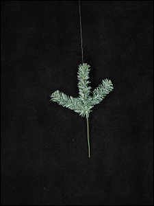03 Tips, Blue Canadian Pine Pick, 12 inch (lot of 72)