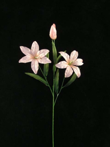 Tiger Lily, dusty rose combo (lot of 12)
