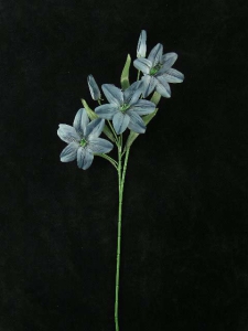 Tiger Lily, wedgwood blue (lot of 12)