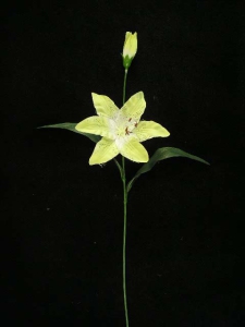 Tiger Lily, yellow (lot of 12)