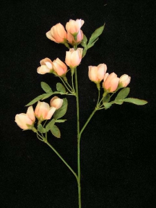 Rose Spray, light apricot (lot of 12)