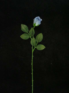 Small Rosebud, wedgwood blue (lot of 24)