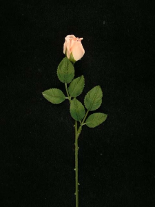 Small Rosebud, peach (lot of 24)