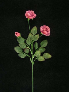 Tea Rose, rose (lot of 24)