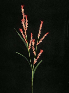 Handwrap Wheat Grass, rose (lot of 12)