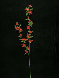 Spirea Spray, red (lot of 12)