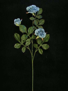 Rose, wedgwood blue (lot of 12)