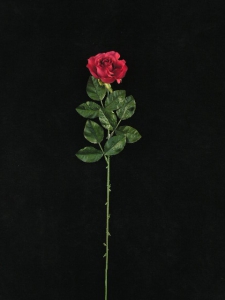 Open Rose, fuchsia (lot of 12)