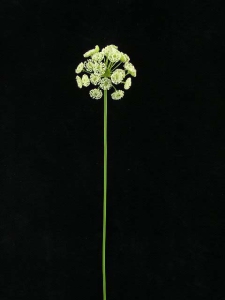 Queen Anne's Lace, white (lot of 24)
