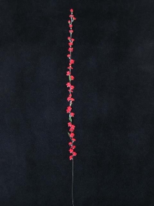 Prune, red (lot of 24)