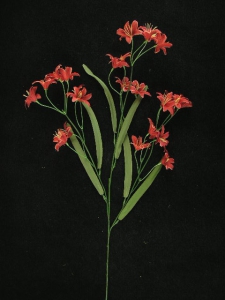 Peruviana, bordeaux (lot of 12)