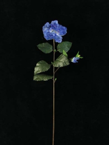 Hibiscus, royal blue (lot of 12)