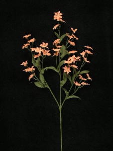 Gypsophilia, peach (lot of 12)